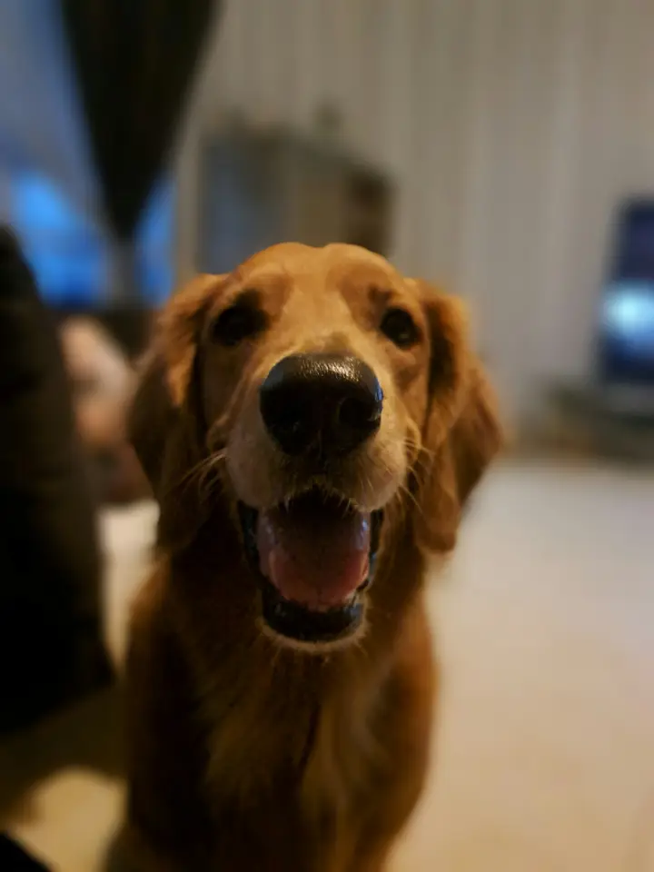 Original photo of a golden retriever